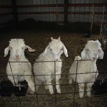 Load image into Gallery viewer, A TOUR OF THE FARM!