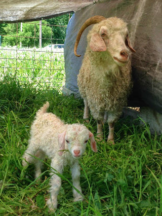 A Summer Surprise!