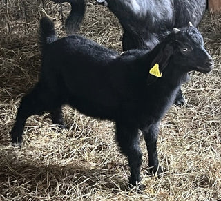 Cashmere Bucklings (born 2026)