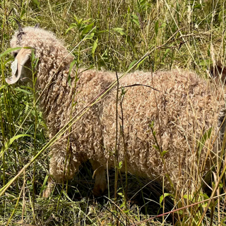 Angora Does
