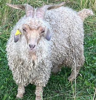 Angora Bucks