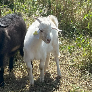 Cashmere Bucks (born 2023)