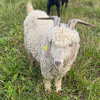 Angora Wethers