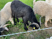 Load image into Gallery viewer, Goat purchase
