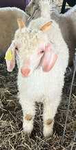 Load image into Gallery viewer, Angora bucklings (born 2026)
