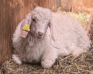 Angora bucklings (born 2026)