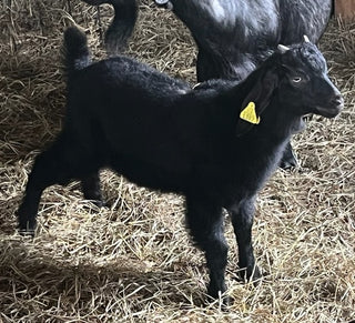 Cashmere bucklings (born 2026)