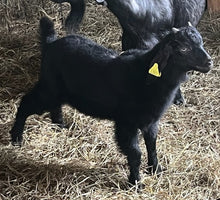 Load image into Gallery viewer, Cashmere bucklings (born 2026)
