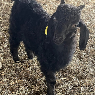 Angora bucklings (born 2026)