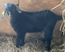 Load image into Gallery viewer, Cashmere bucklings (born 2026)
