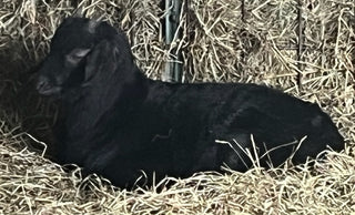 Cashmere bucklings (born 2026)