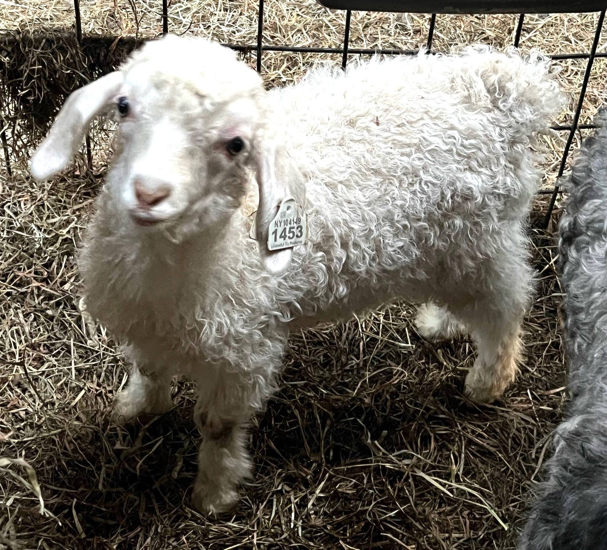 Baby Angora Goats
