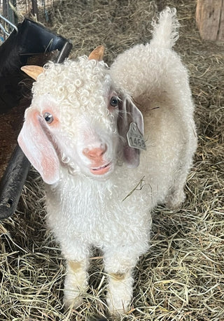 Angora Doelings (born 2026)