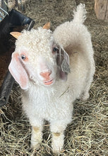 Load image into Gallery viewer, Angora Doelings (born 2026)
