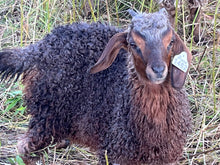 Load image into Gallery viewer, Goat purchase
