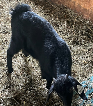 Cashmere Doelings (born 2026)