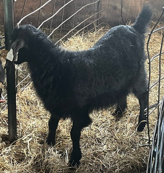 Cashmere Doelings (born 2026)