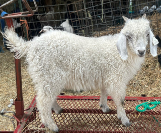 Angora bucklings (born 2026)