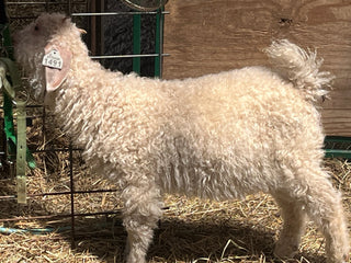 Angora Doelings (born 2026)
