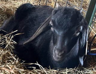 Cashmere Doelings (born 2026)