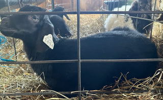 Cashmere Doelings (born 2026)