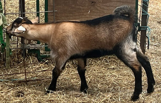 Cashmere Doelings (born 2026)