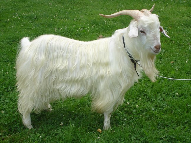 Meet the Animals at Laughing Goat Fiber Farm in Ithaca