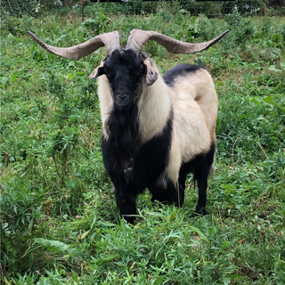A TOUR OF THE FARM!
