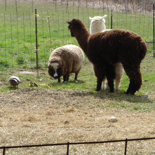 A TOUR OF THE FARM!