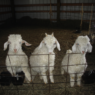 A TOUR OF THE FARM!