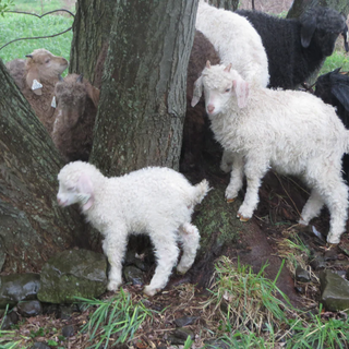 A TOUR OF THE FARM!