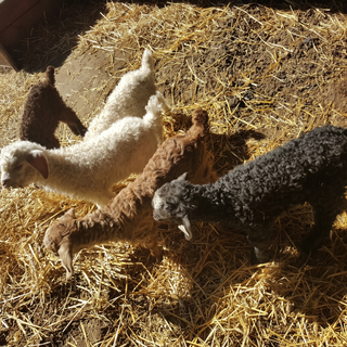 A TOUR OF THE FARM!