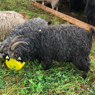 A TOUR OF THE FARM!