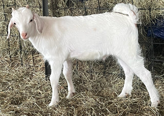 Cashmere bucklings (born 2026)