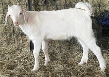 Load image into Gallery viewer, Cashmere bucklings (born 2026)
