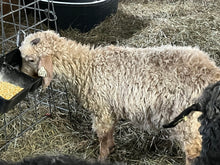 Load image into Gallery viewer, Goat purchase
