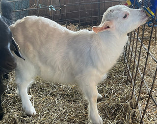 Cashmere Doelings (born 2026)