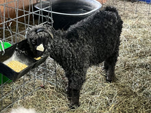 Load image into Gallery viewer, Goat purchase

