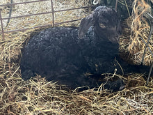 Load image into Gallery viewer, Angora Doelings (born 2026)
