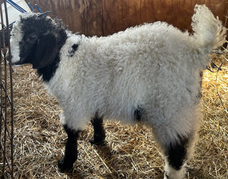 Angora bucklings (born 2026)