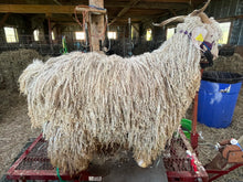 Load image into Gallery viewer, Goat purchase
