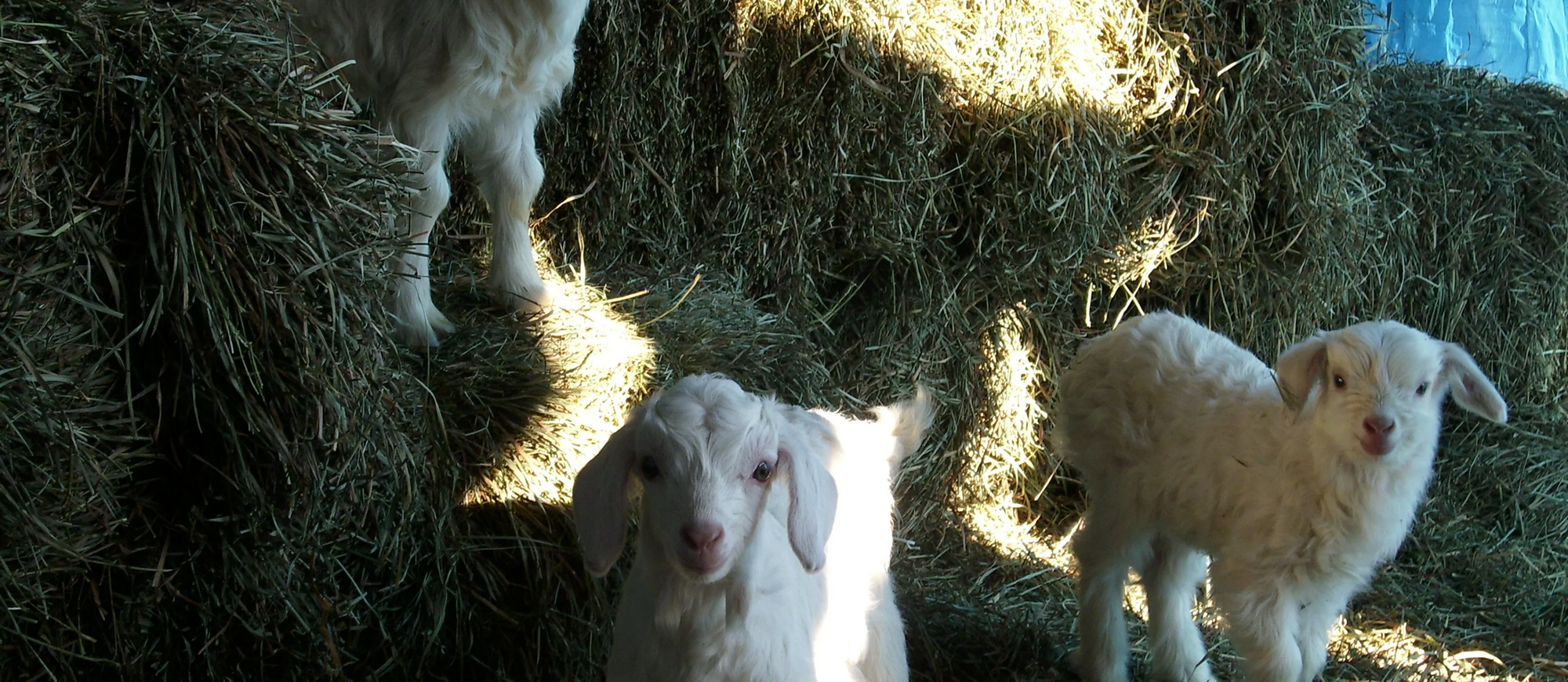 Goats for Sale