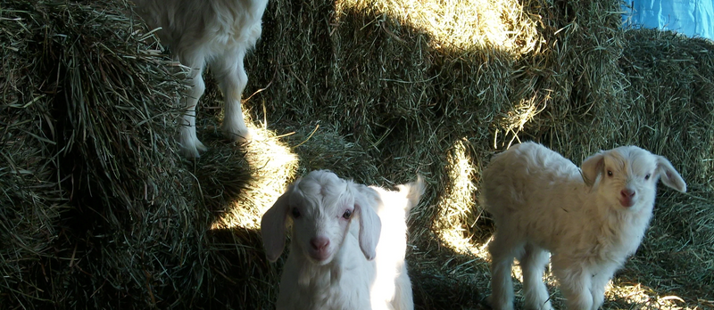 Goats for Sale