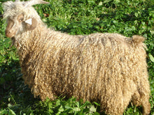 Load image into Gallery viewer, Goat purchase
