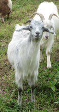 Load image into Gallery viewer, Goat purchase
