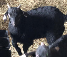 Load image into Gallery viewer, Goat purchase
