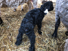 Load image into Gallery viewer, Goat purchase
