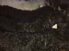 Load image into Gallery viewer, Goat purchase
