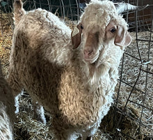Load image into Gallery viewer, Goat purchase
