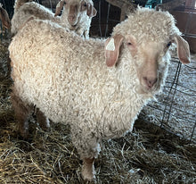 Load image into Gallery viewer, Goat purchase
